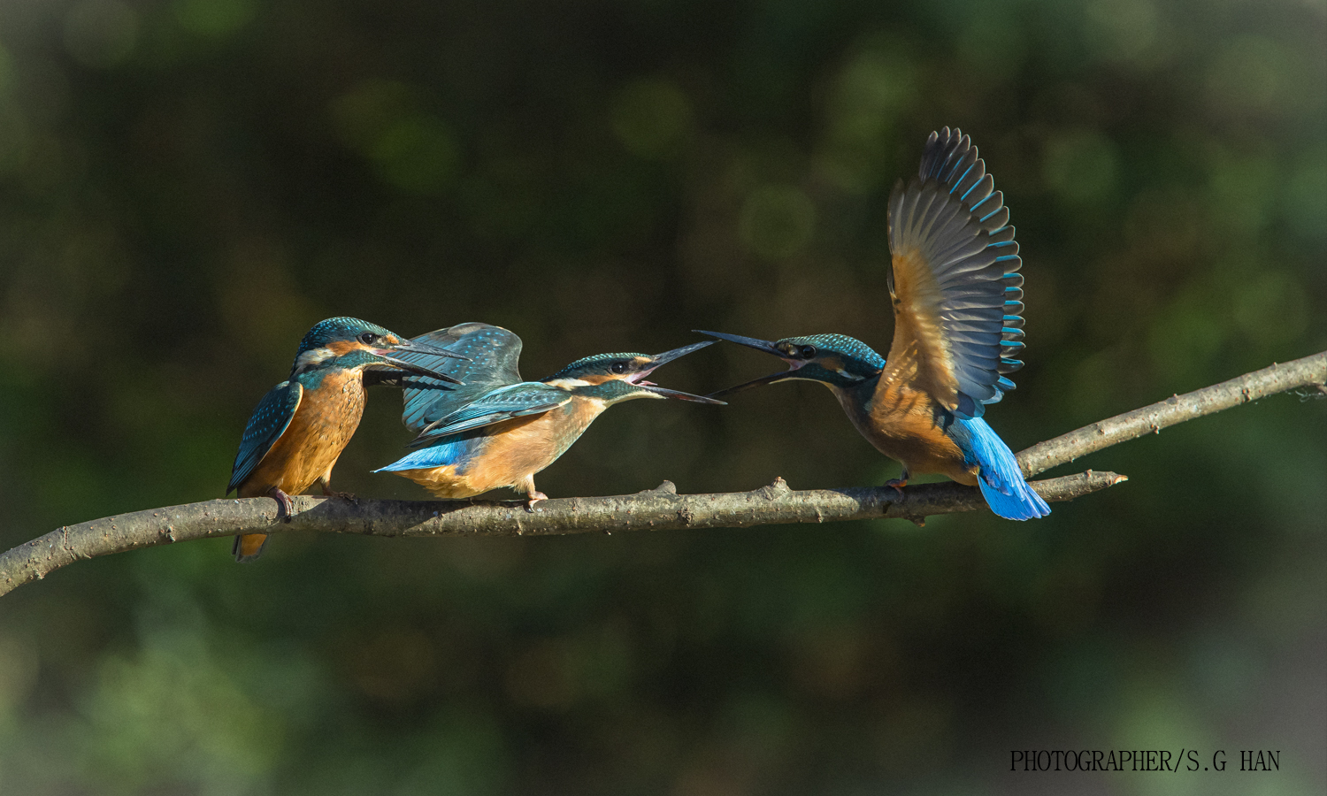 어미와 새끼.jpg