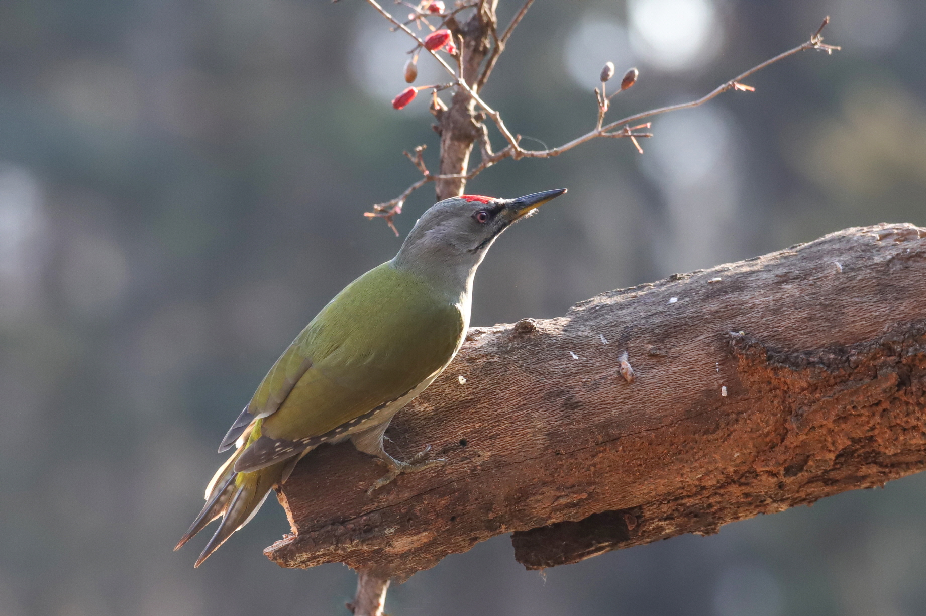 크기변환 박새2IMG_8617.JPG