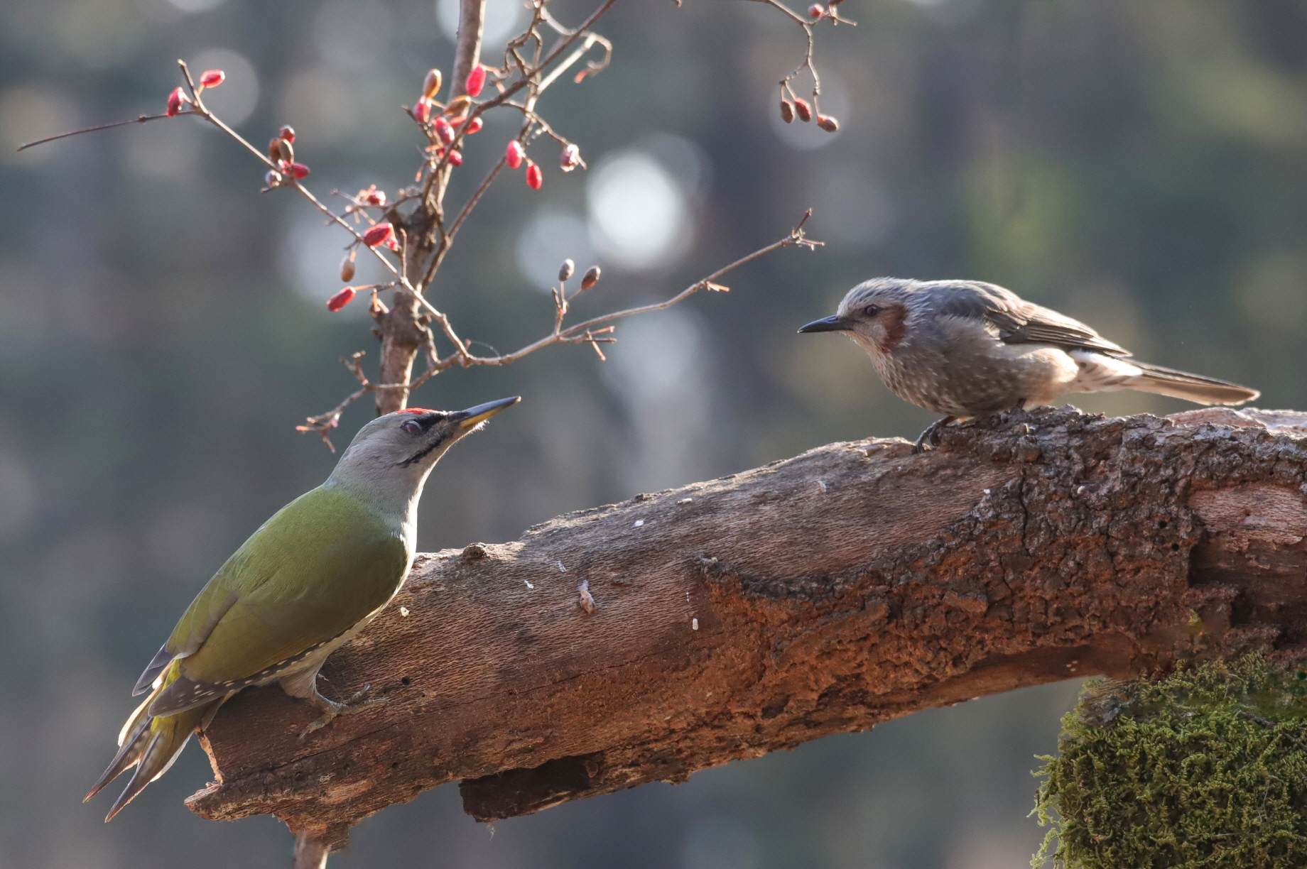 크기변환 박새2IMG_8619.JPG