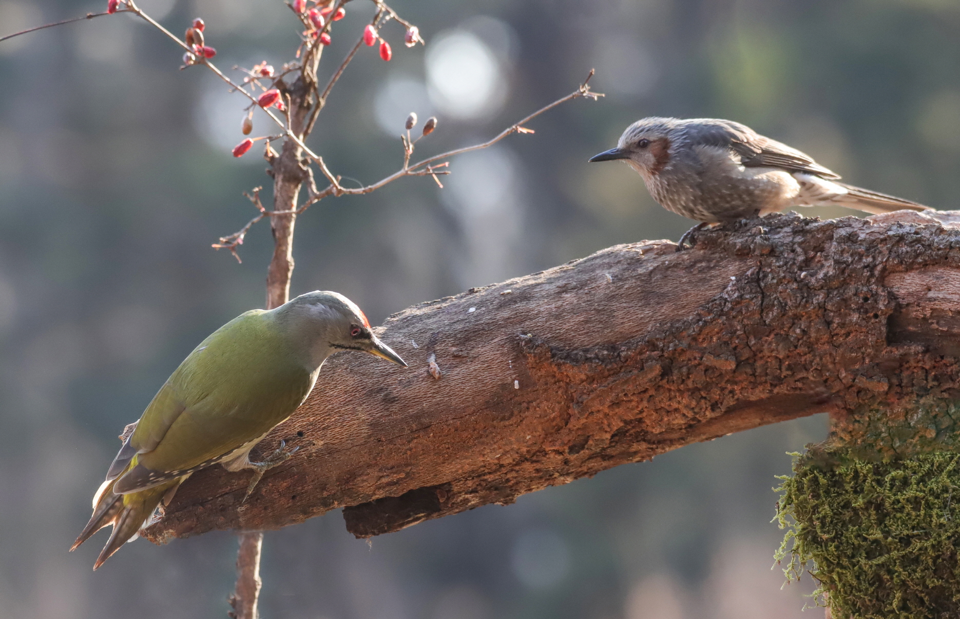 크기변환 박새2IMG_8620.JPG