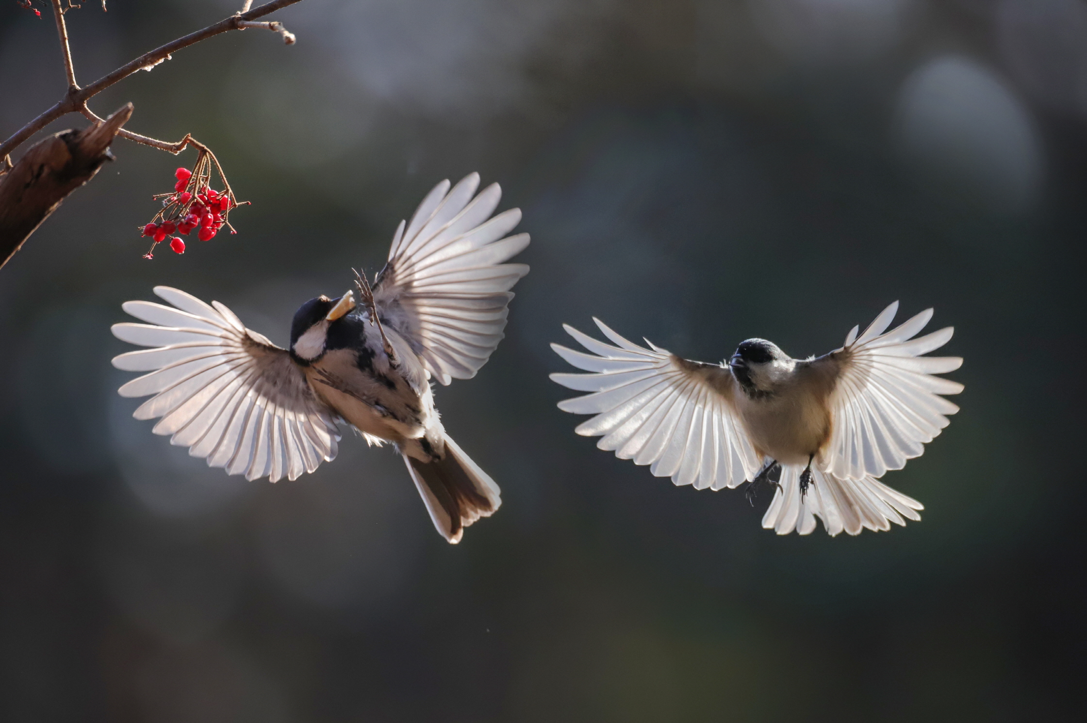 크기변환 박새2IMG_8355.JPG