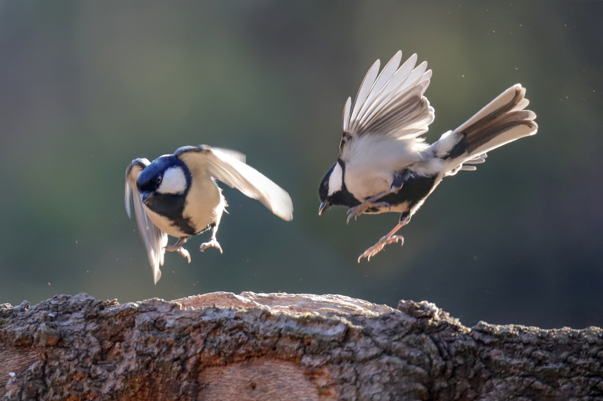 크기변환 박새2IMG_8441.JPG