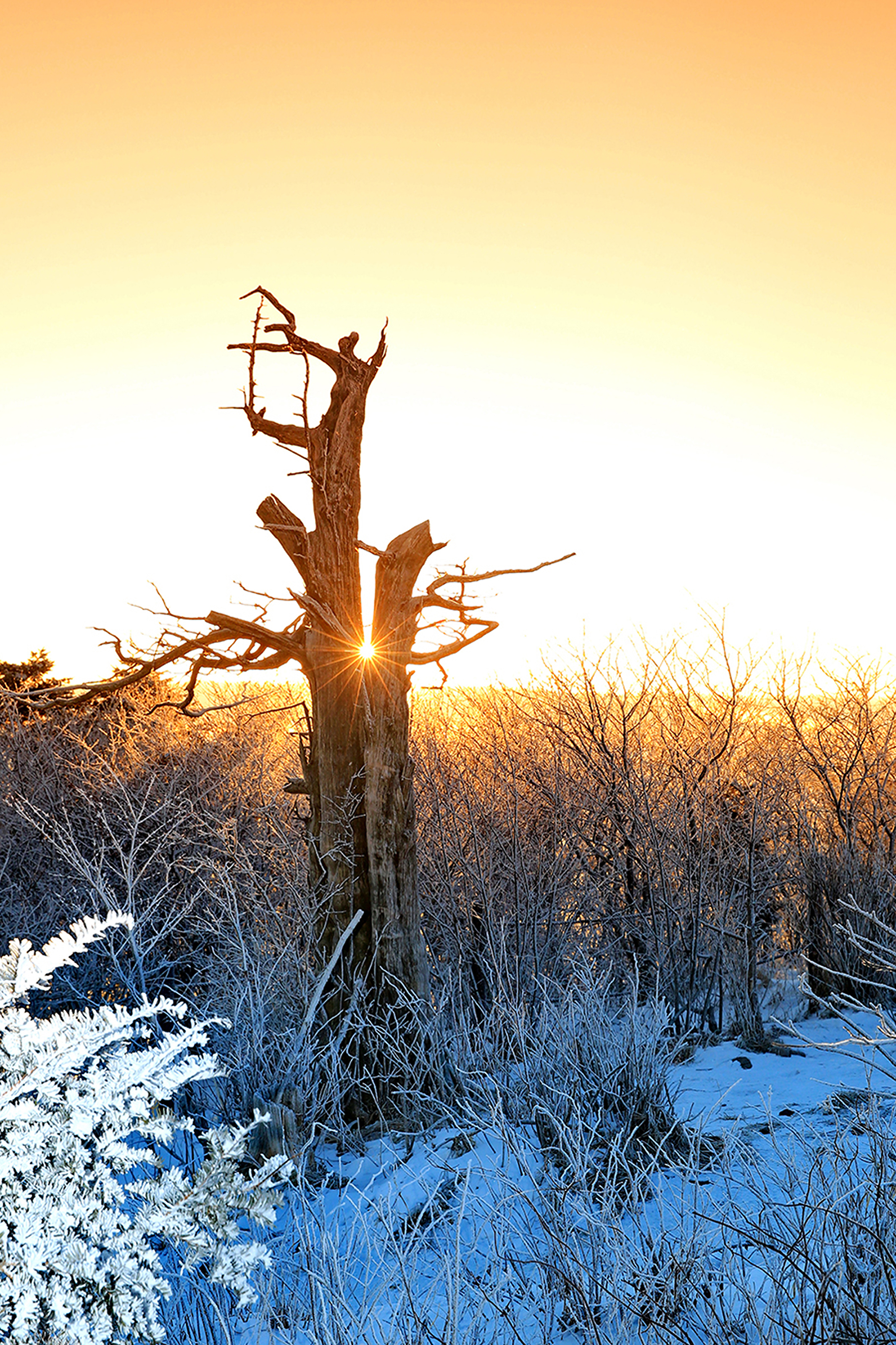 주목과 태양.jpg