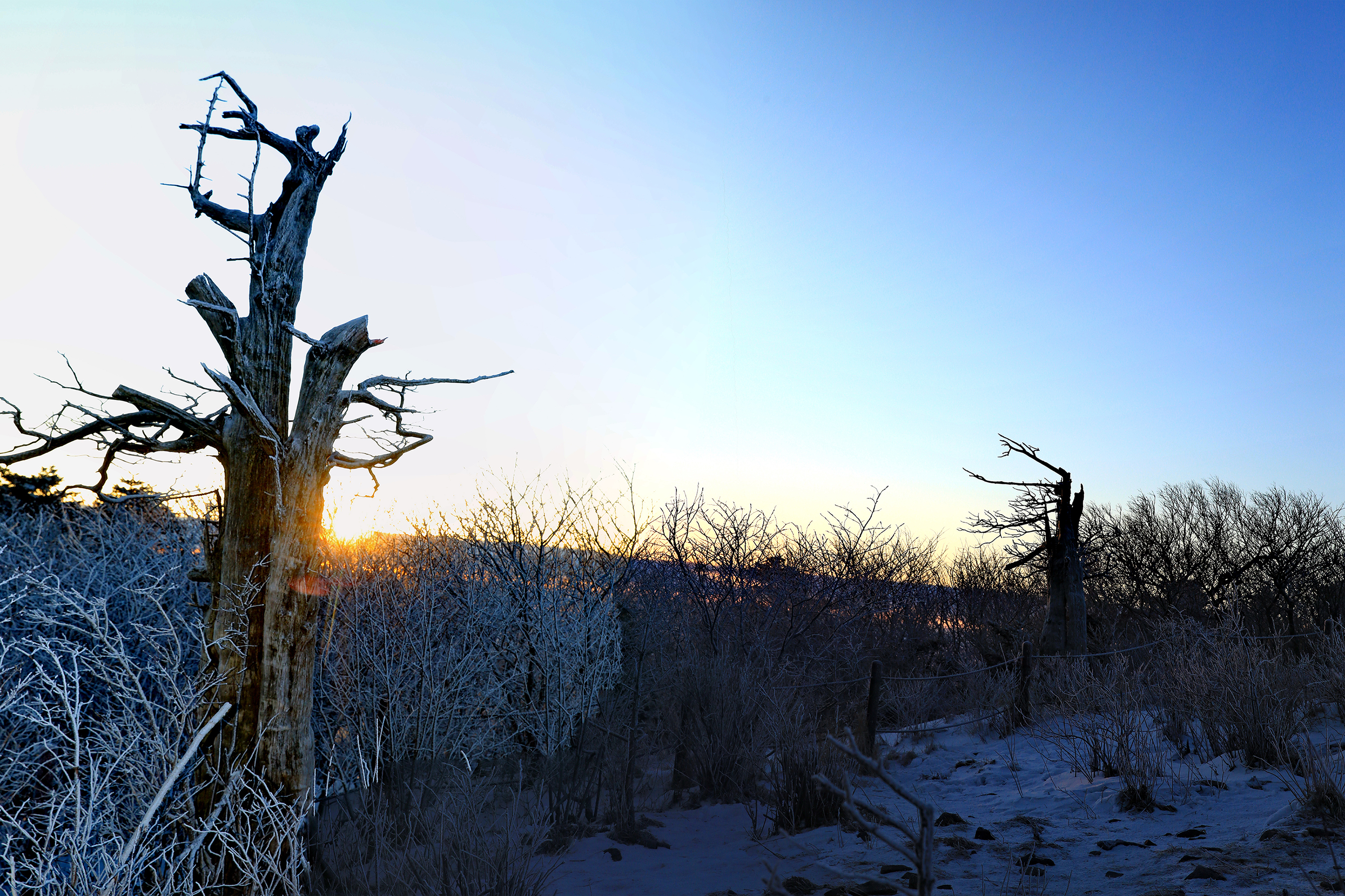 태백산 주목_파노라마4sa.jpg