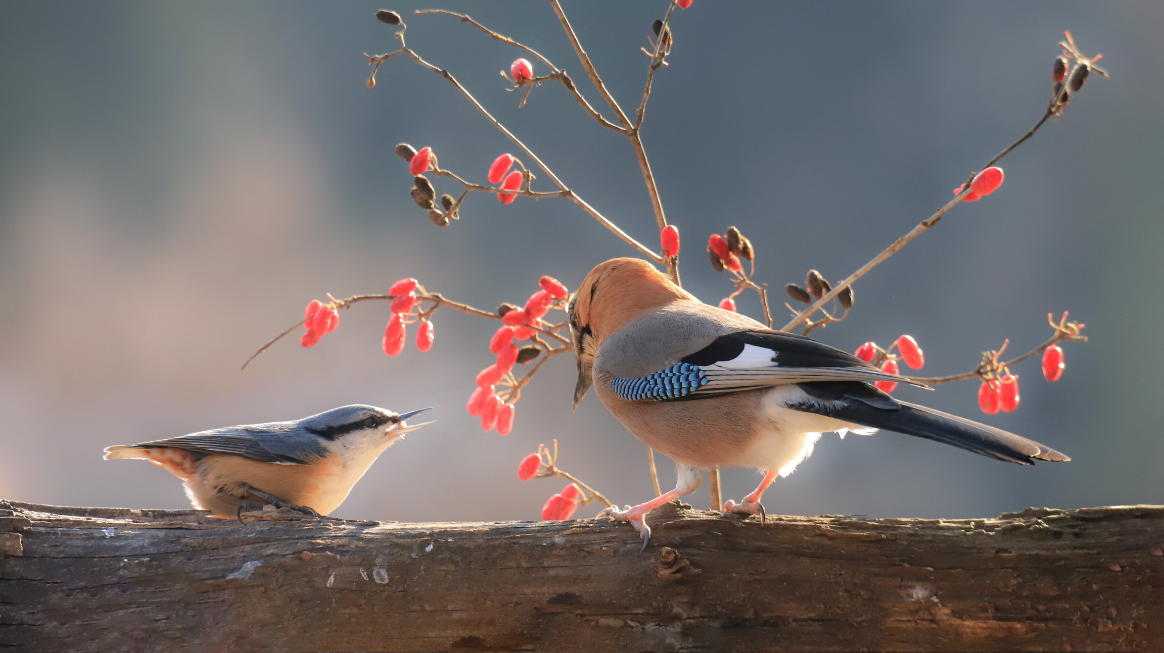 크기변환 박새2IMG_5718.JPG