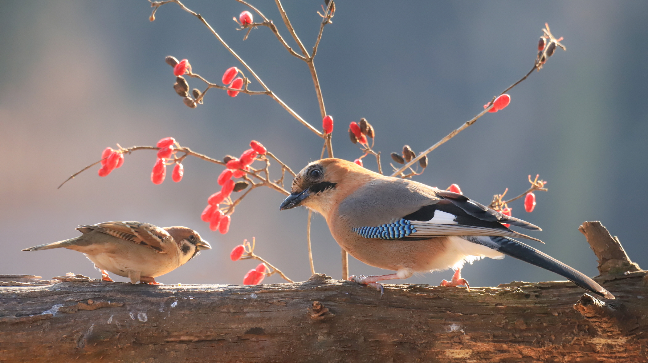 크기변환 박새2IMG_5806.JPG