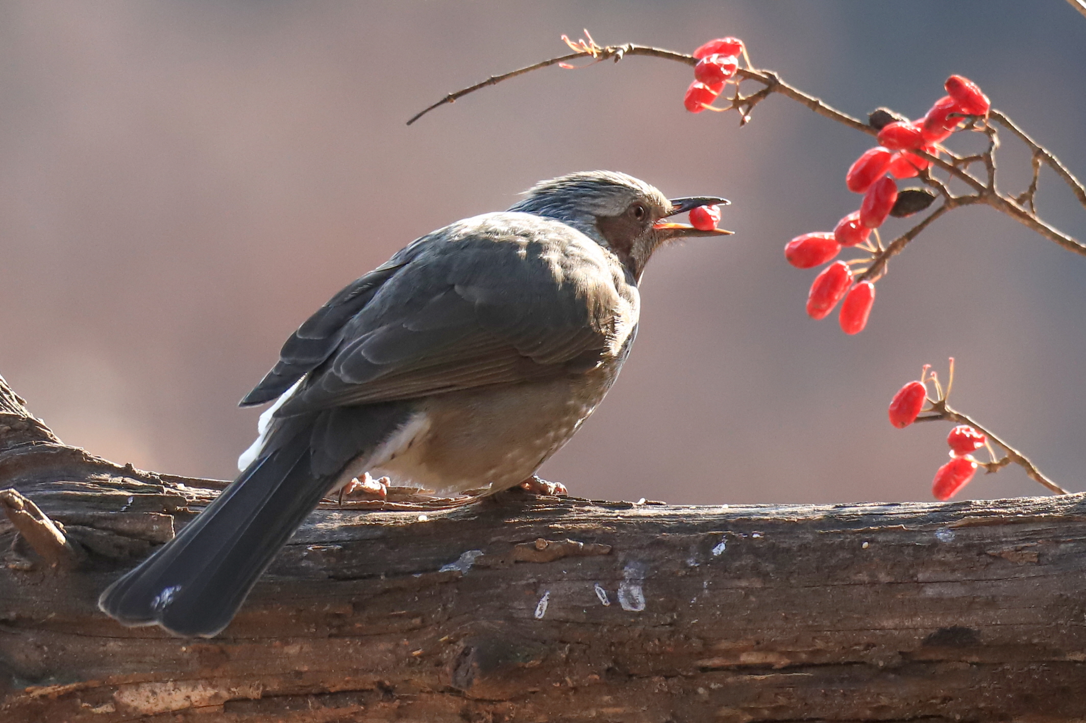 크기변환 박새2IMG_6077.JPG