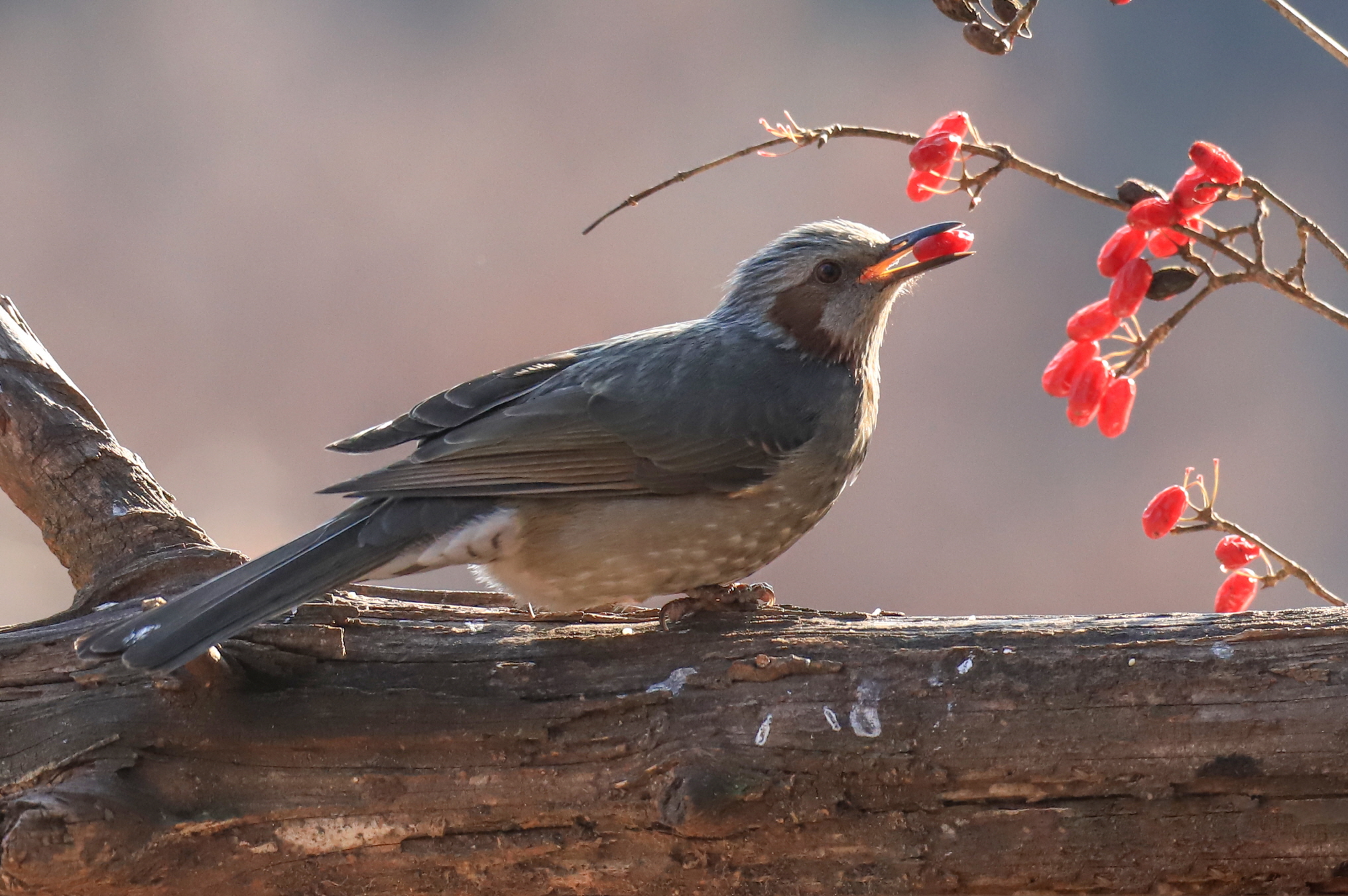 크기변환 박새2IMG_6080.JPG