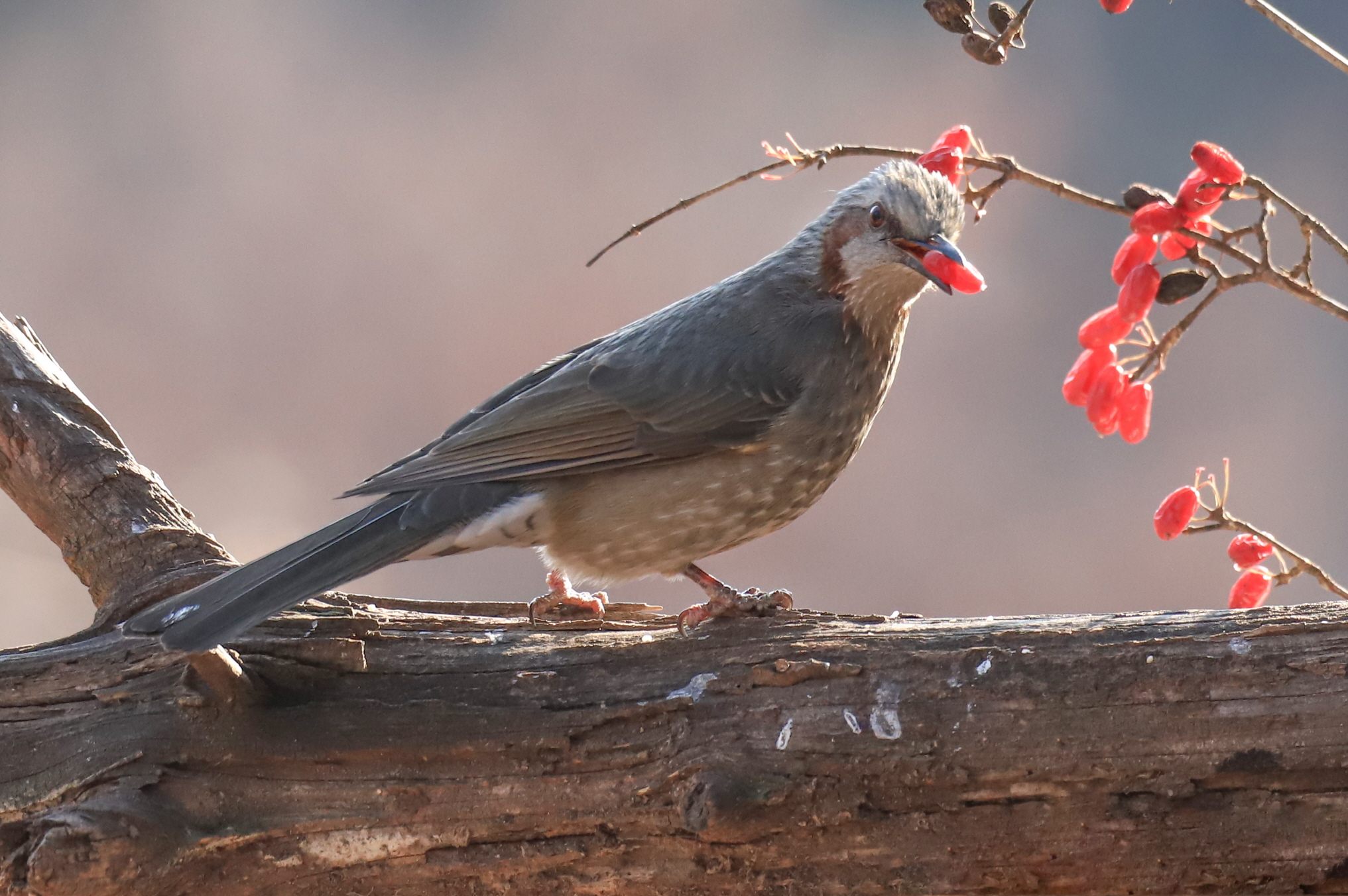 크기변환 박새2IMG_6083.JPG