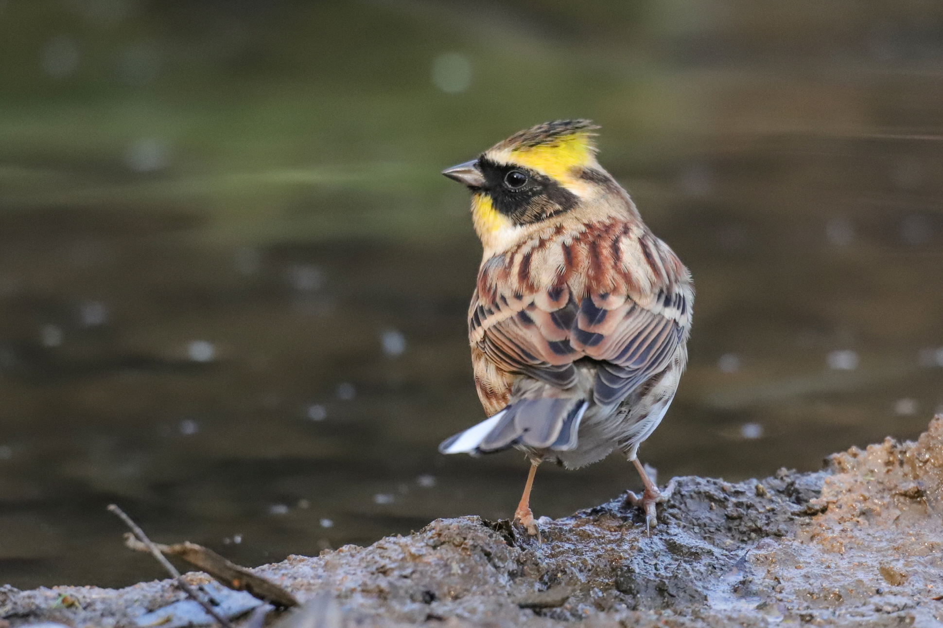 크기변환 박새IMG_2820.JPG