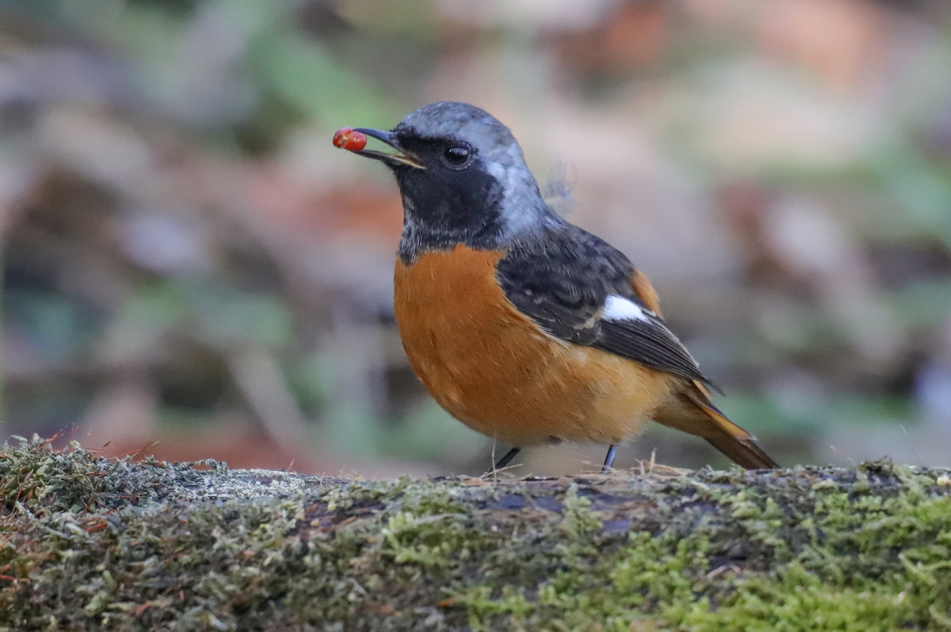 크기변환 박새IMG_3591.JPG