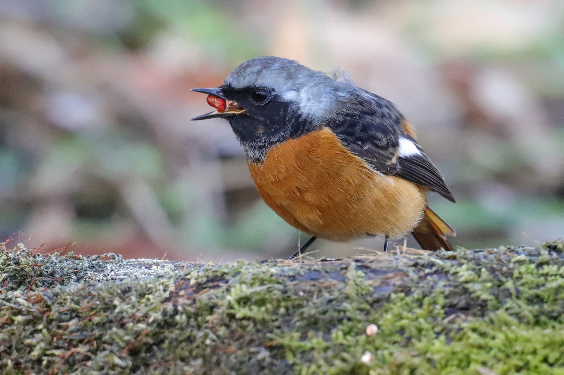 크기변환 박새IMG_3594.JPG