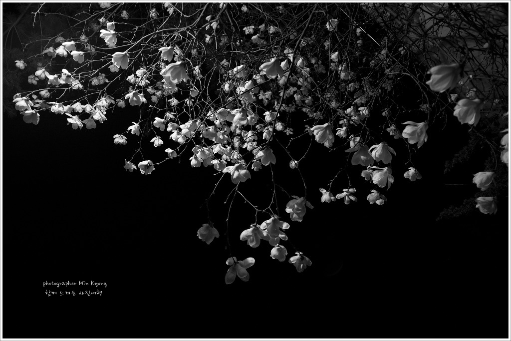 백목련.jpg