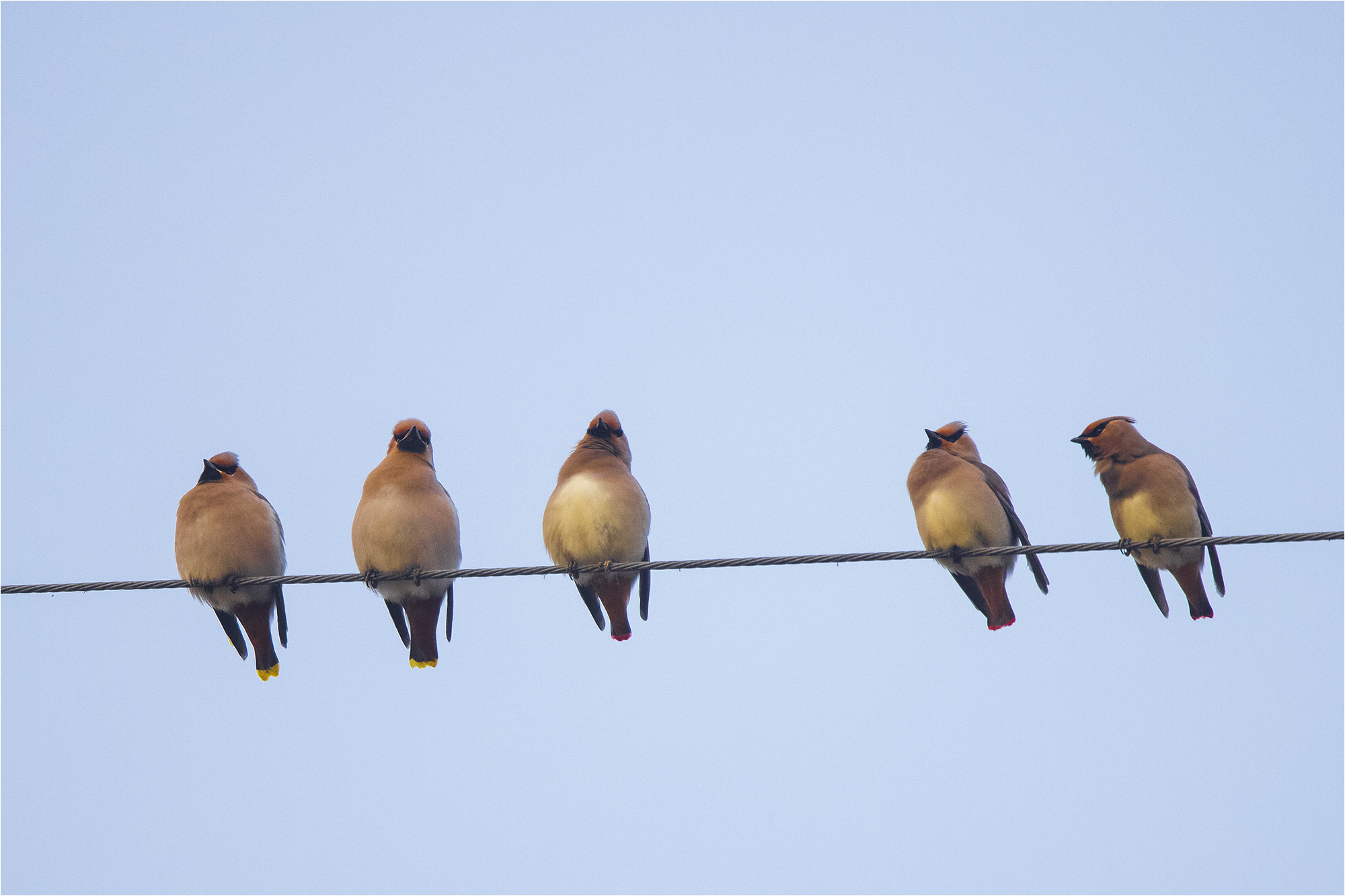 홍여새 황여새-3s.jpg