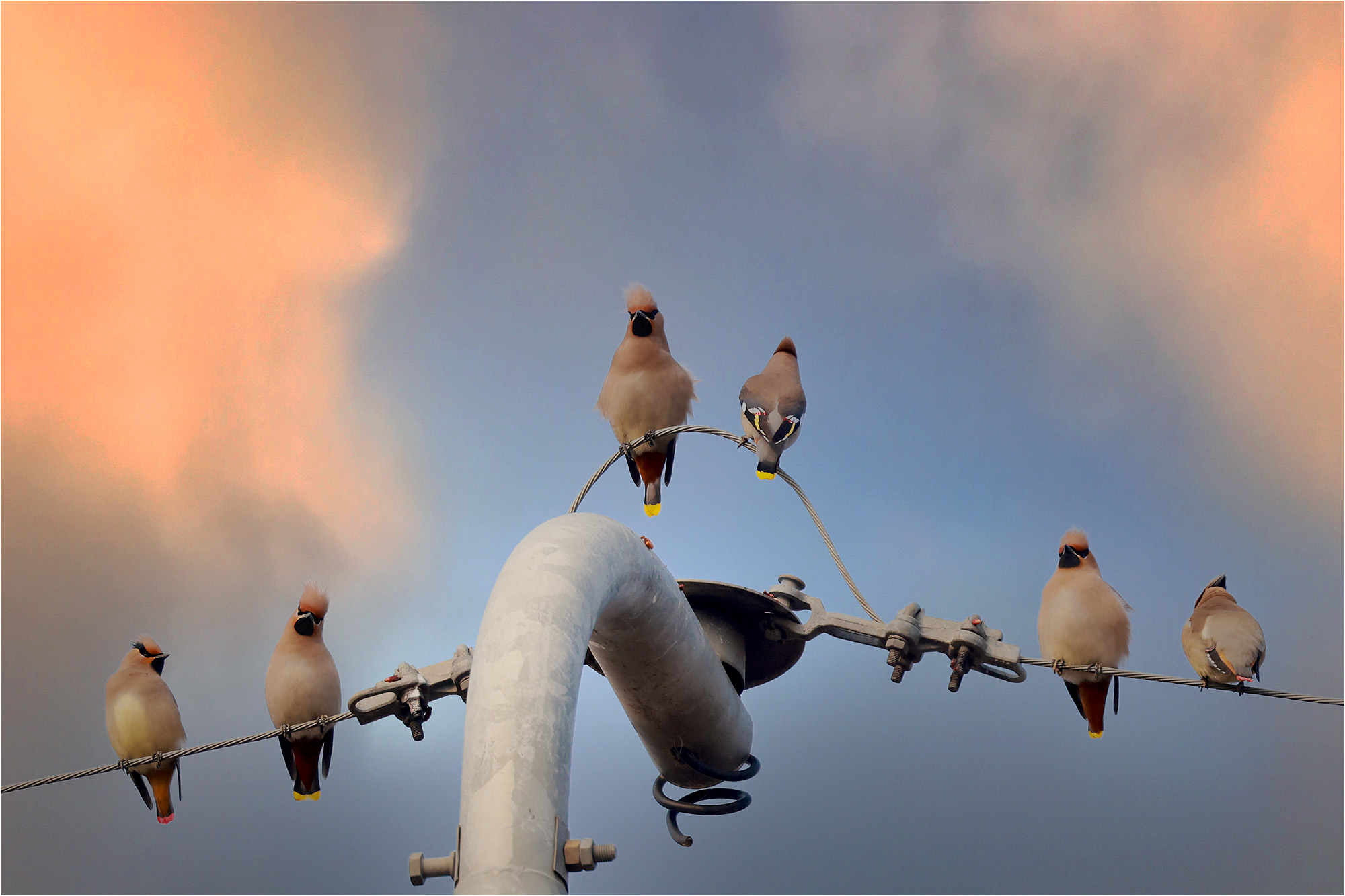 홍여새 황여새-12s.jpg