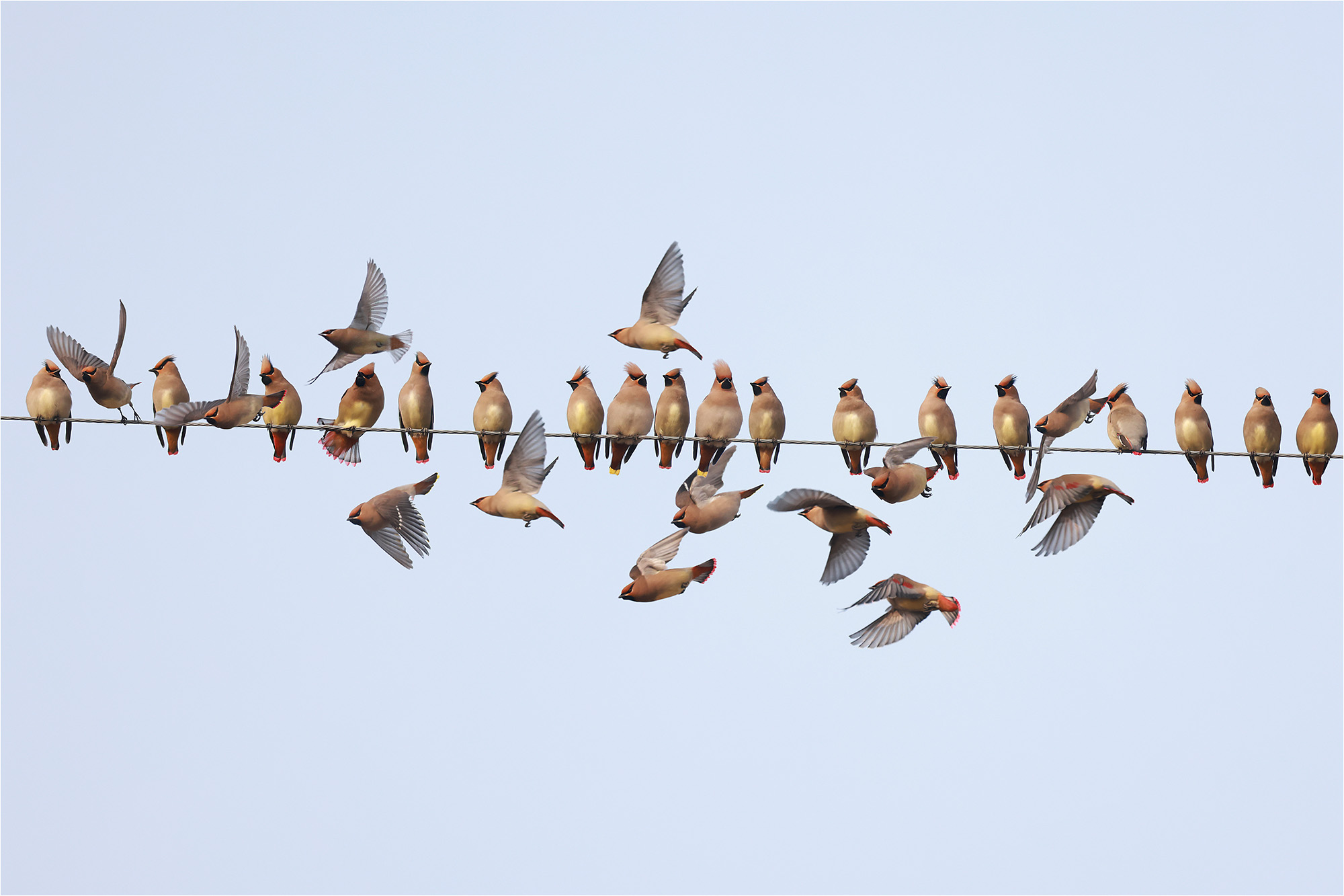 홍여새 황여새-13s.jpg