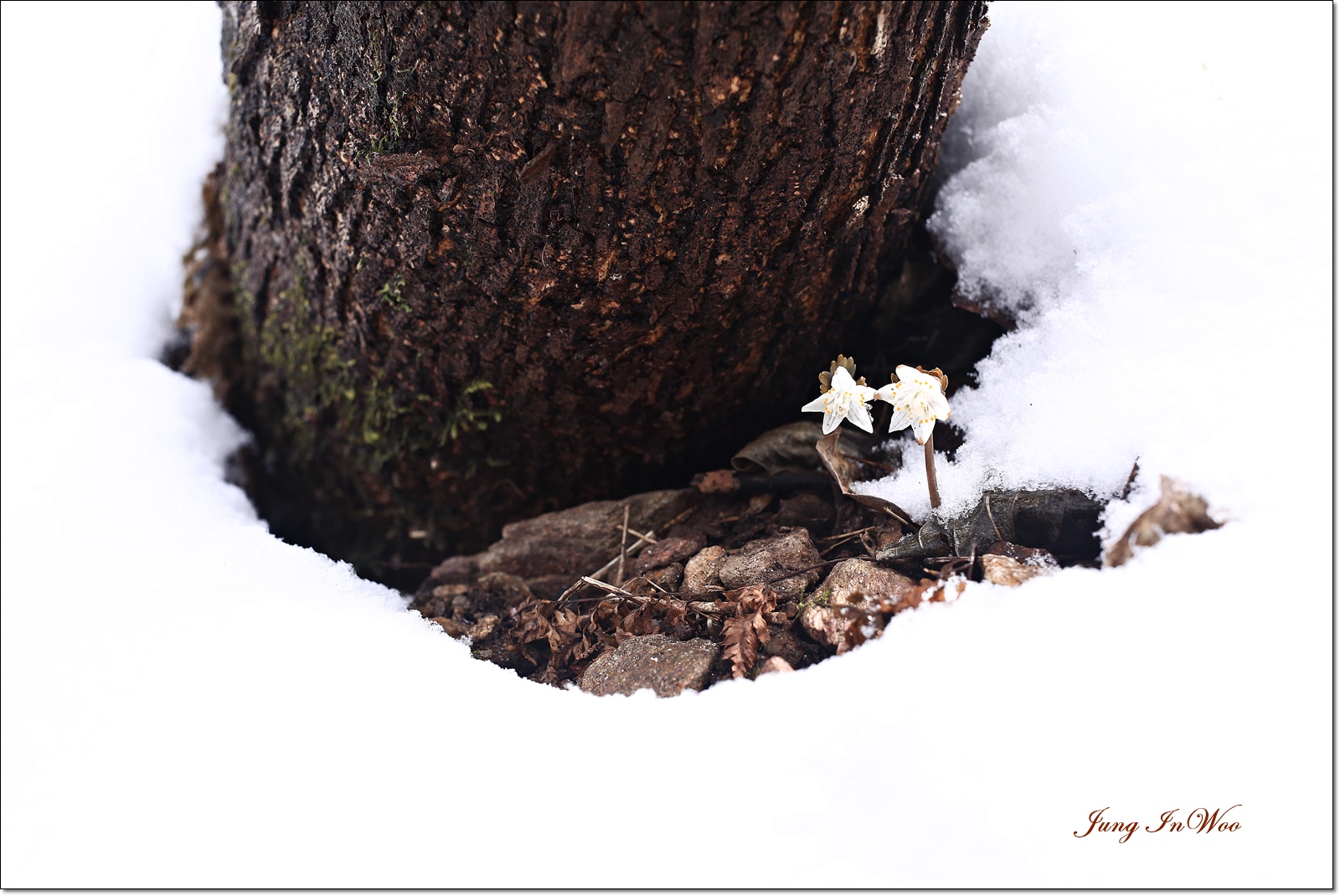 눈 바람꽃1600.JPG