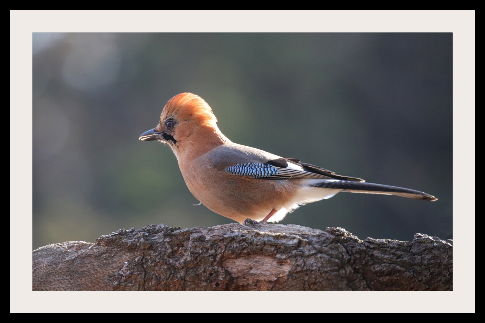 크기변환 박새2IMG_8225.JPG