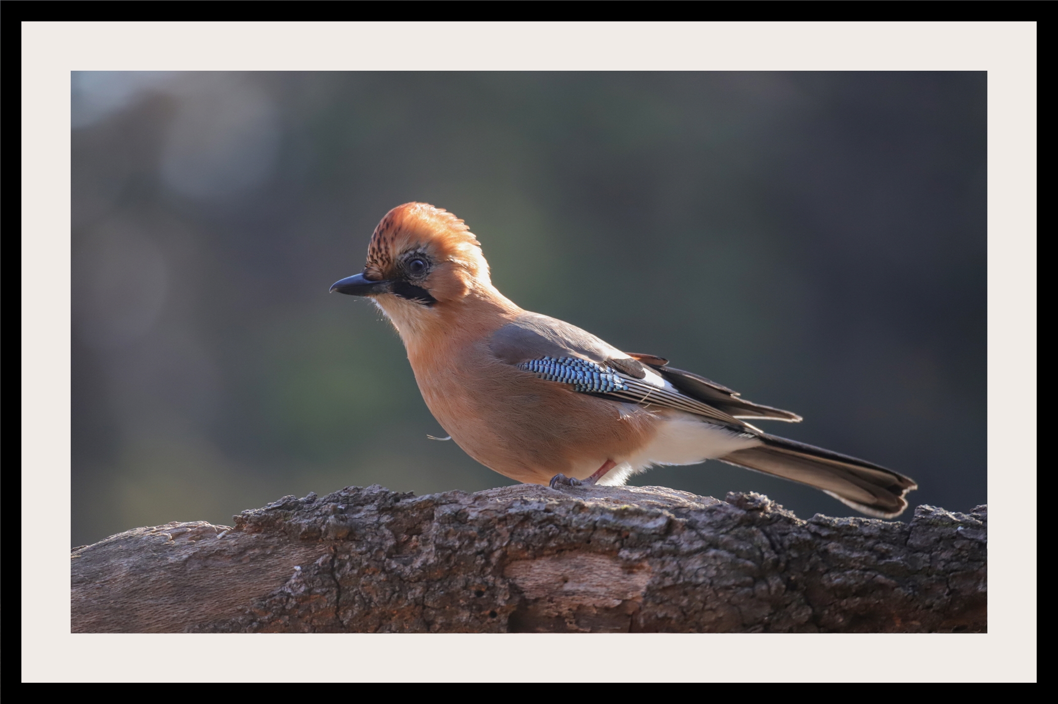 크기변환 박새2IMG_8226.JPG