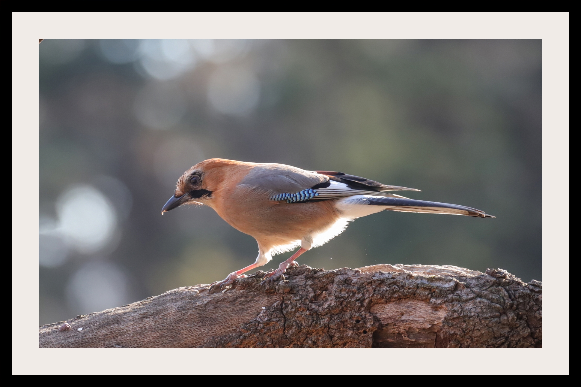 크기변환 박새2IMG_8328.JPG