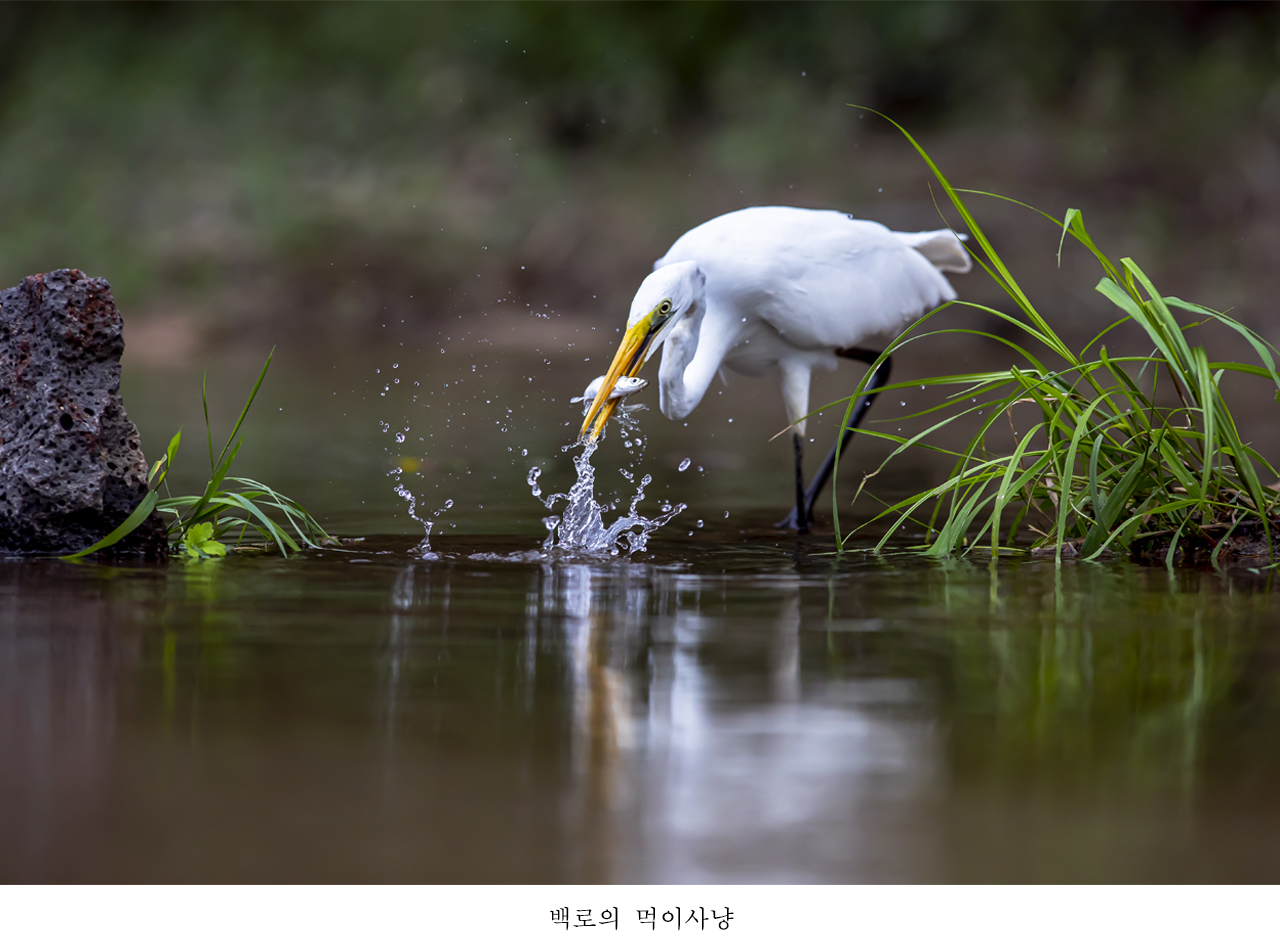 백로의 먹이사냥.jpg