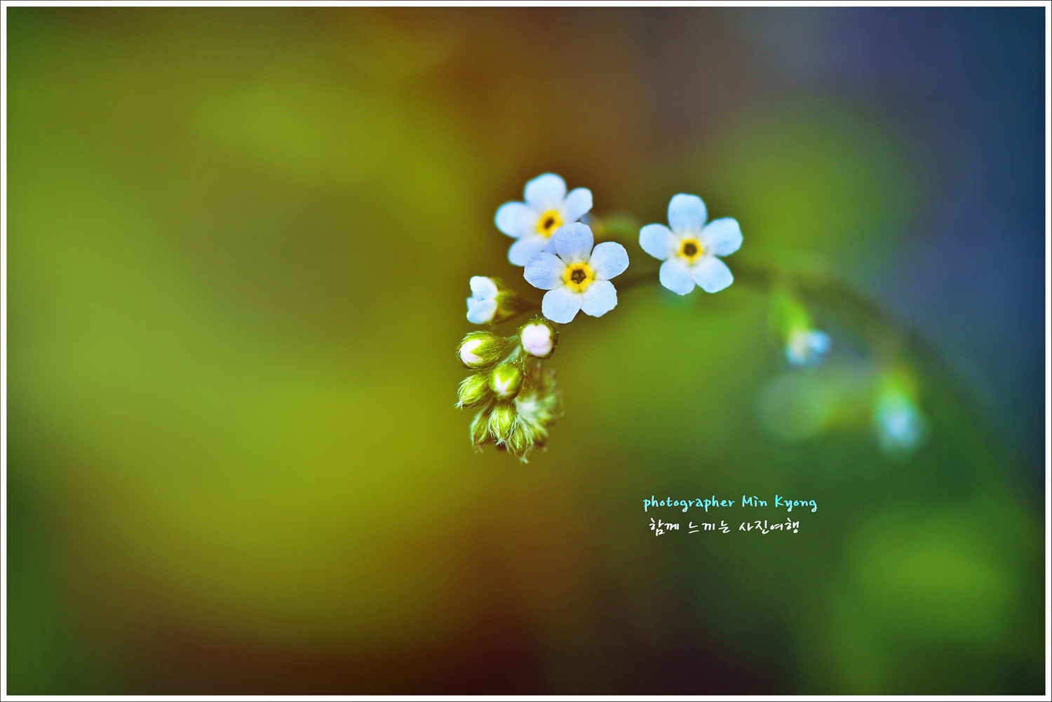 꽃마리사진1.jpg