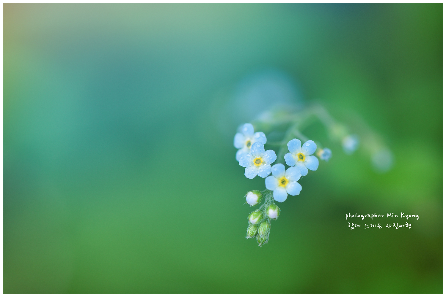 꽃마리사진3.jpg