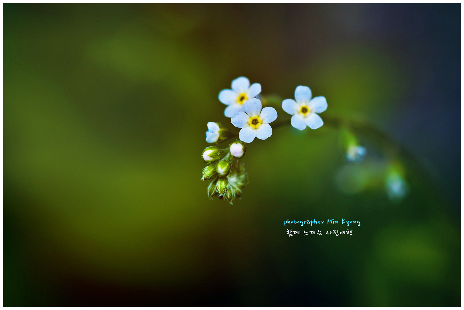 꽃마리사진4.jpg
