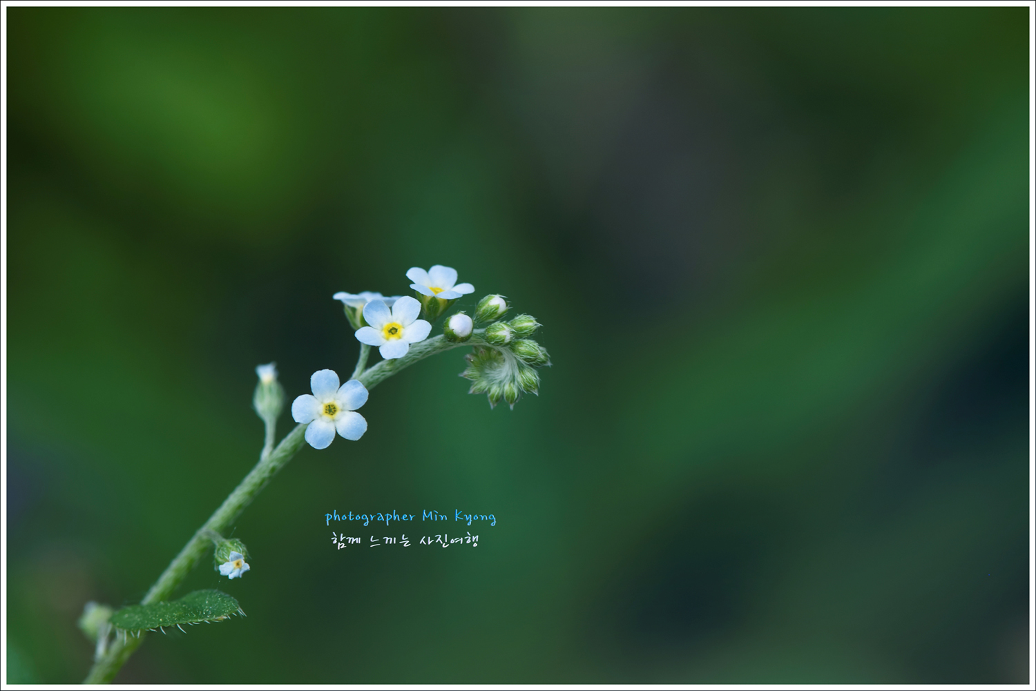 꽃마리사진5.jpg