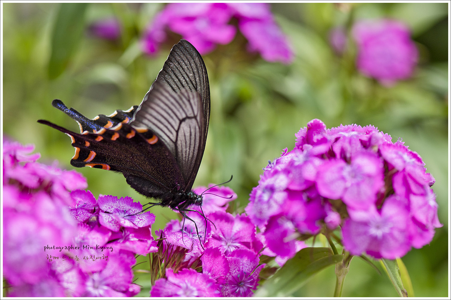 꽃과나비10.jpg
