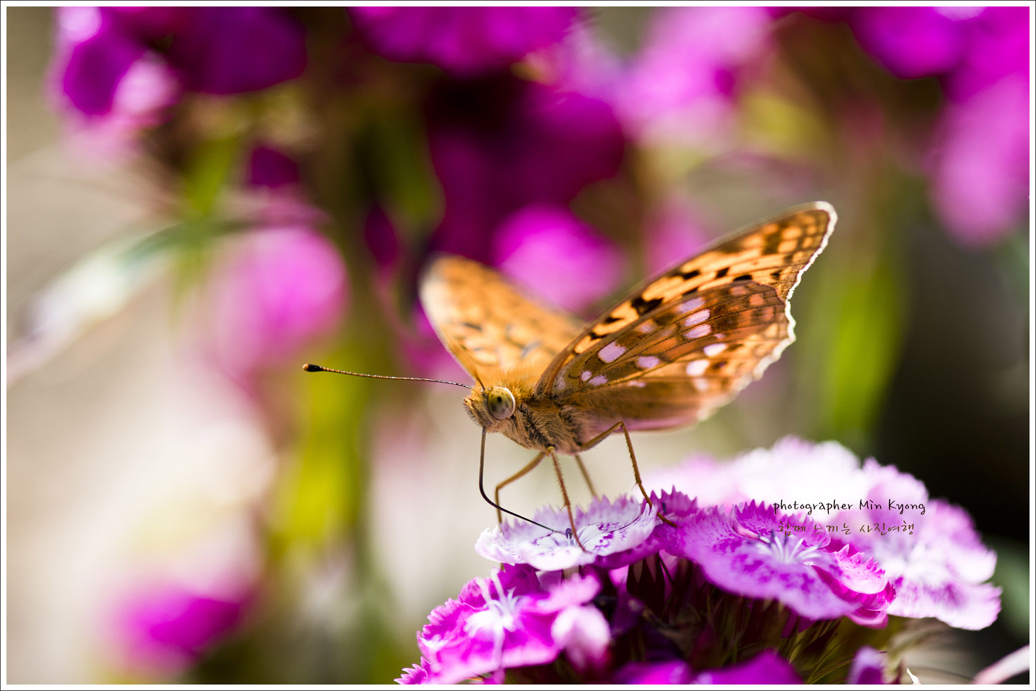 꽃과나비4.jpg