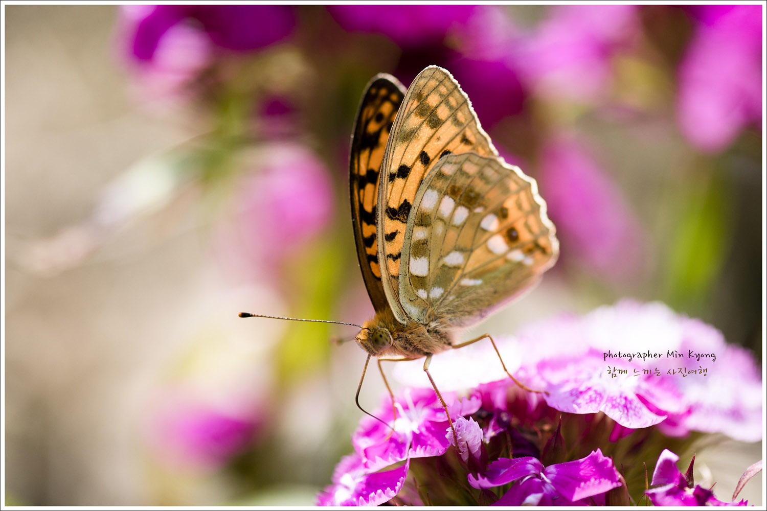 꽃과나비6.jpg