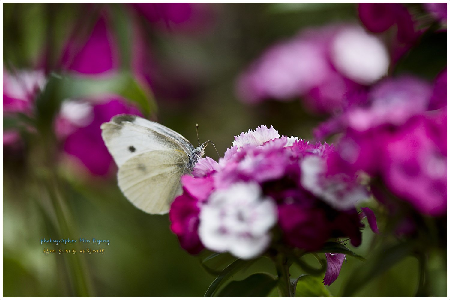 꽃과나비9.jpg