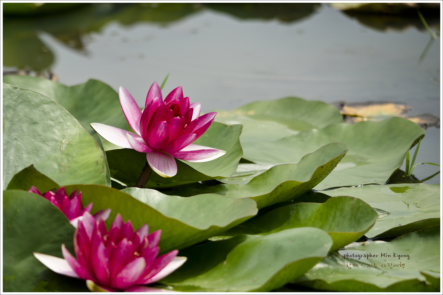 수련1.jpg