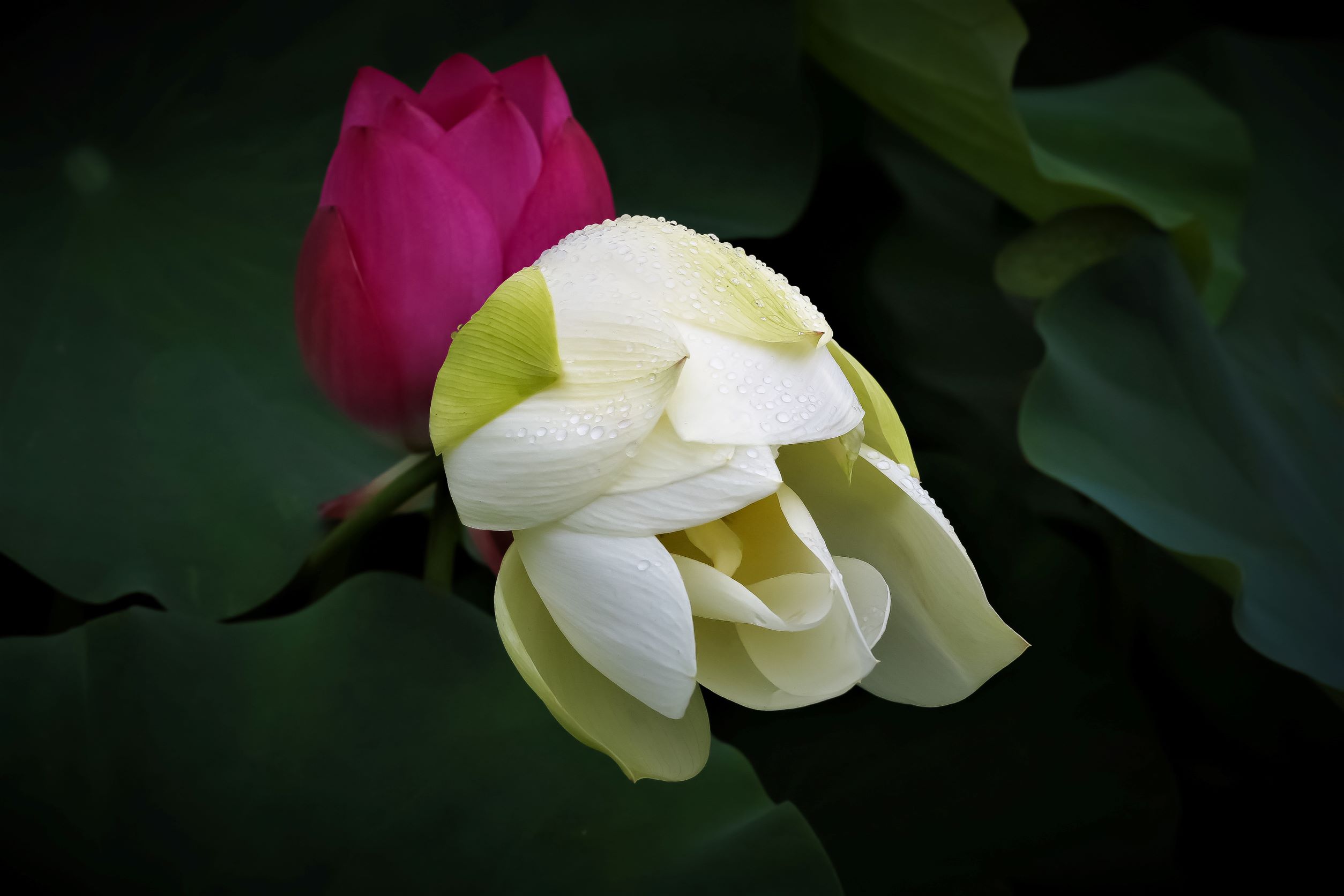 IMG_7183........................경주 연꽃.jpg