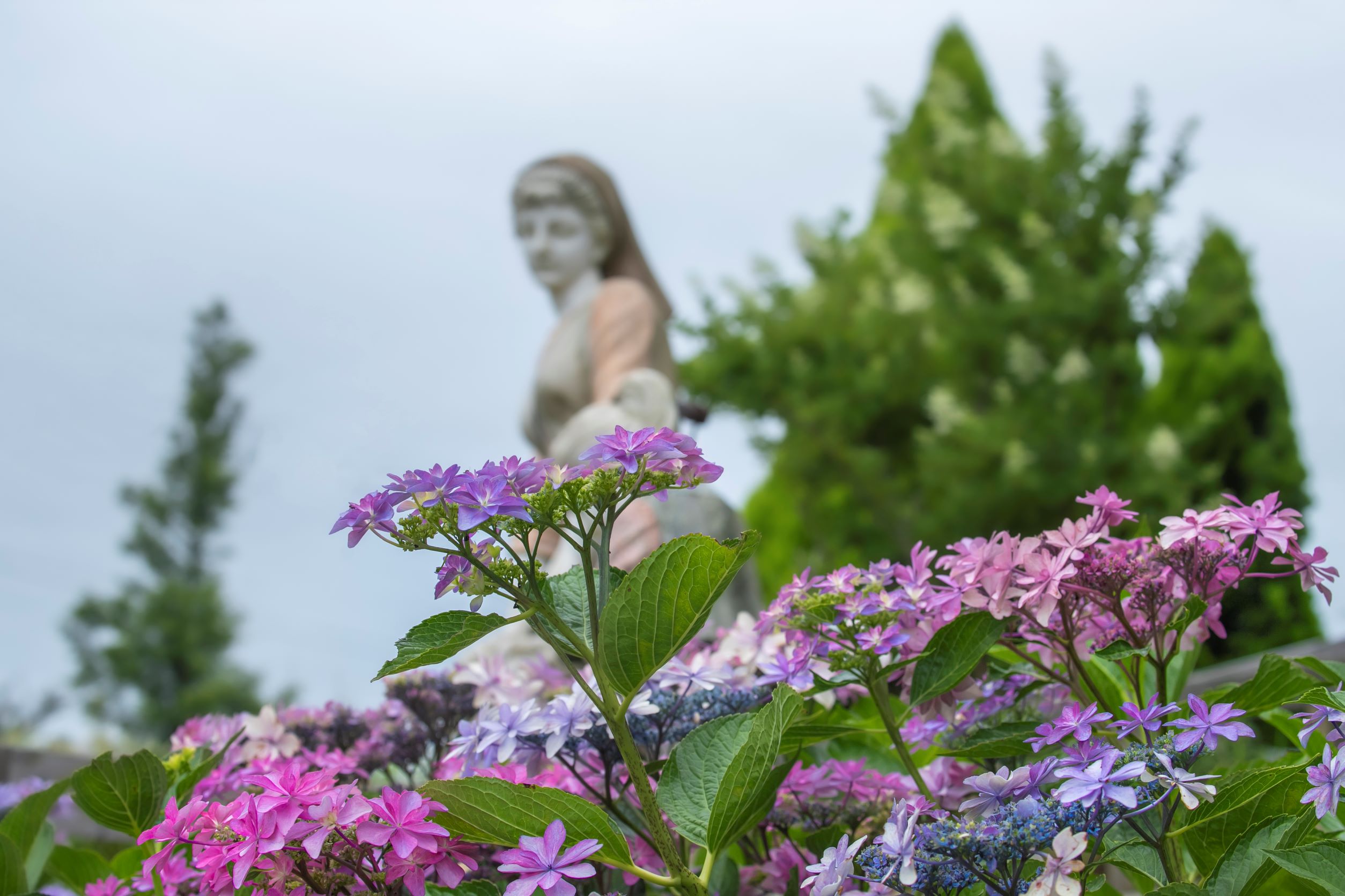 IMG_7481...........................수국이 보이는 풍경.jpg