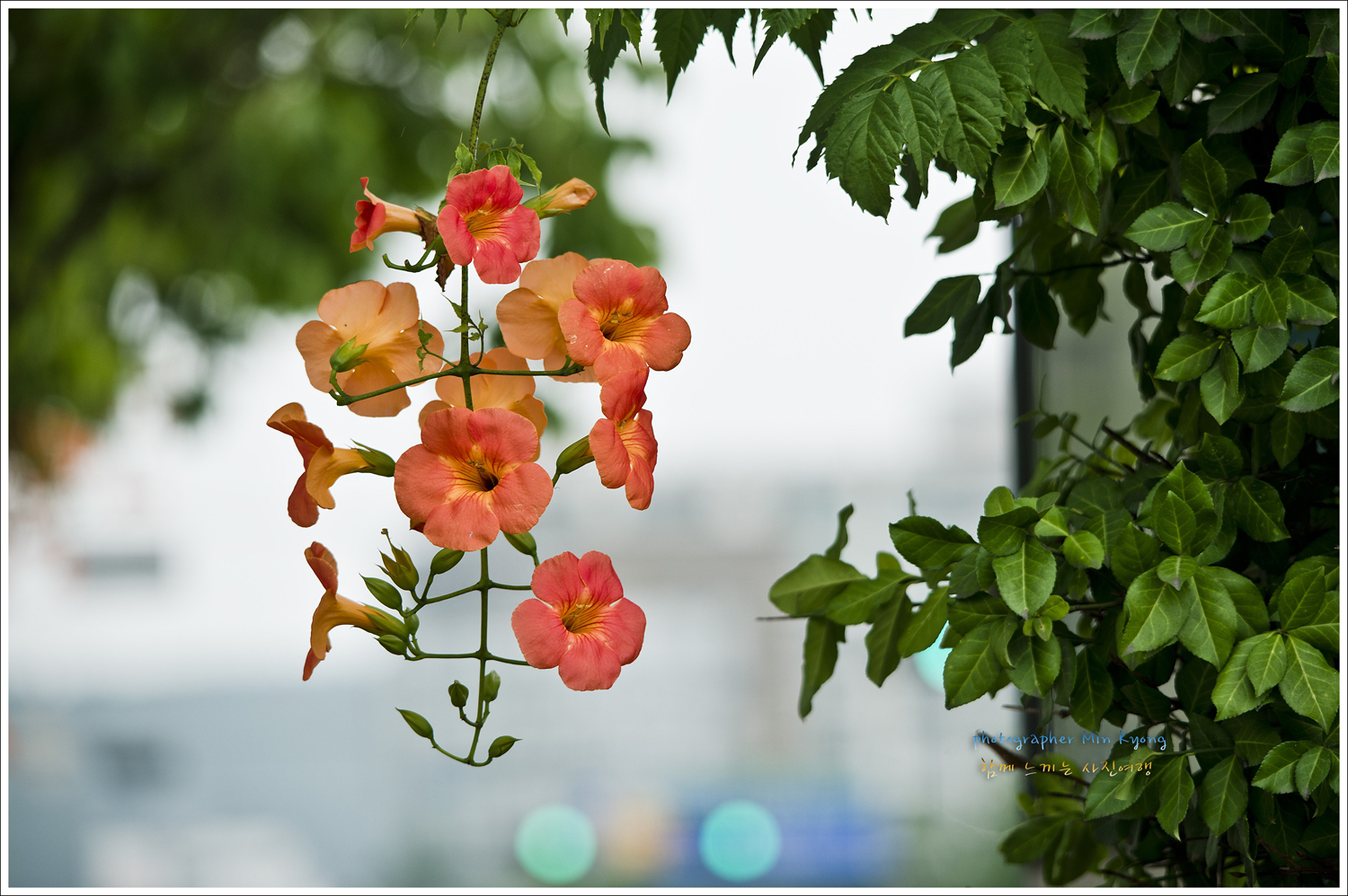 능소화1.jpg