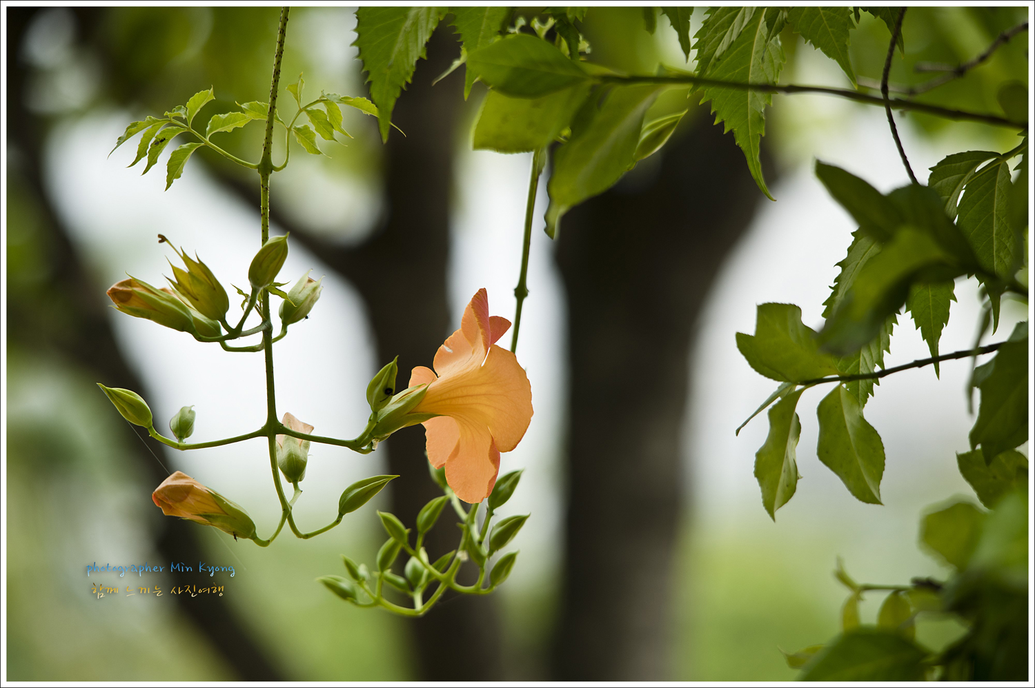 능소화2.jpg
