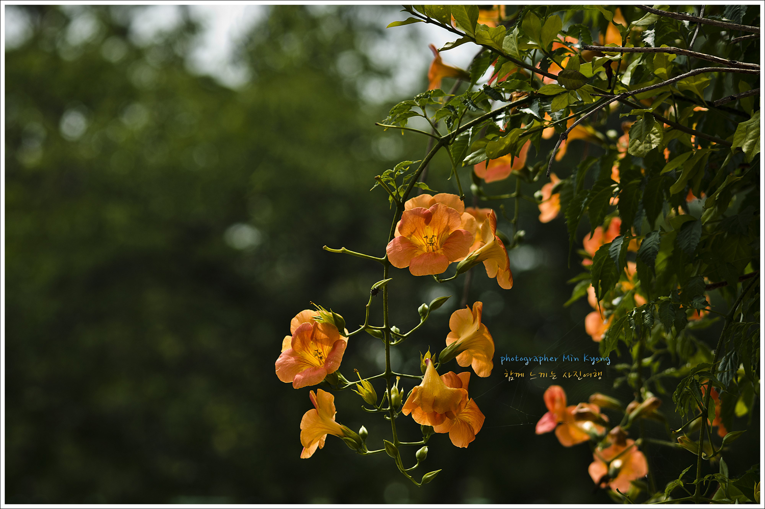 능소화3.jpg