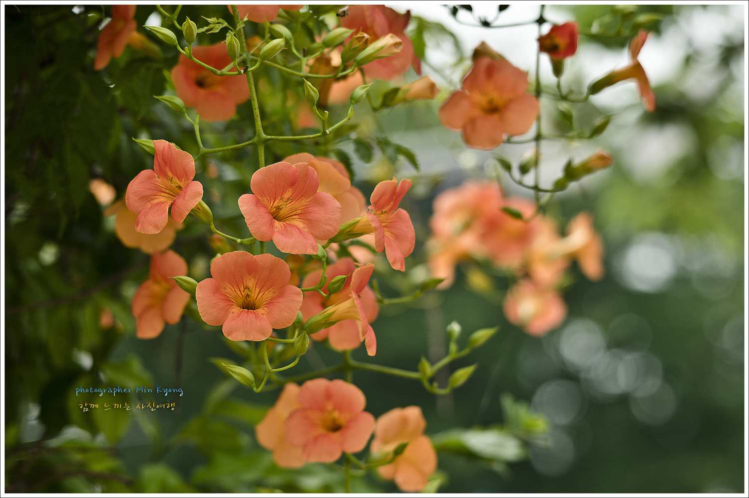 능소화4.jpg