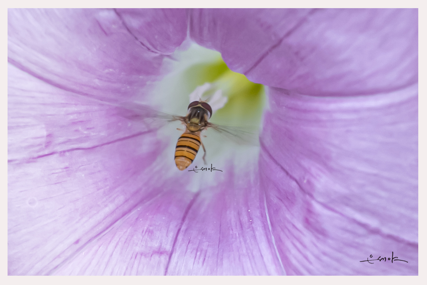 IMG_9883.....................꿀이 흐르는.jpg