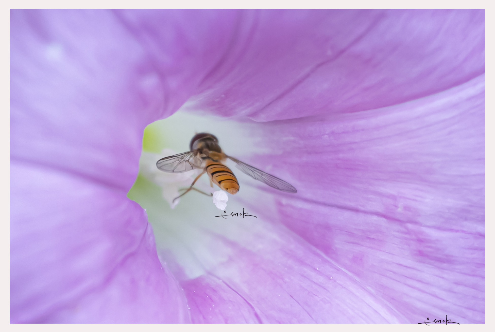 IMG_9897..................꿀이 흐르는.jpg