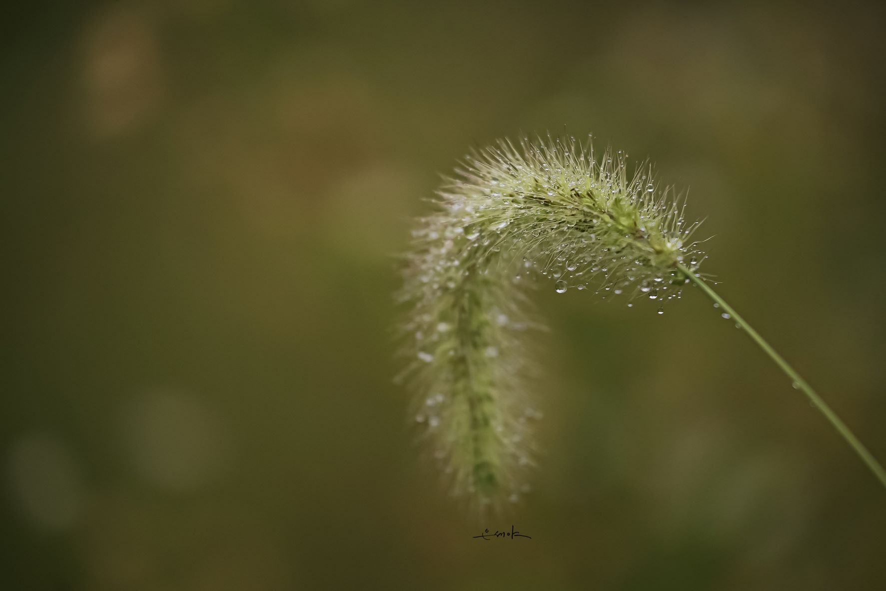 IMG_0031.........................버들 강아지sp.jpg