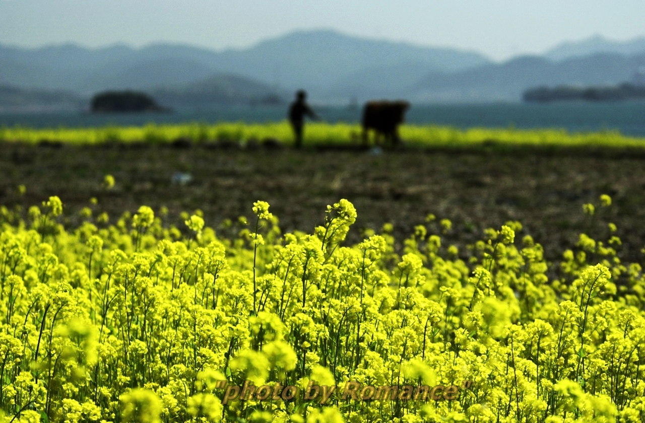 남해유채와 농부.JPG