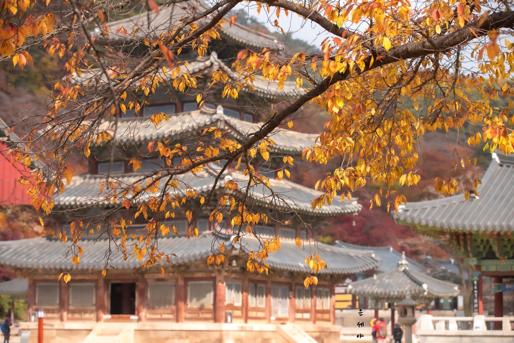 IMG_8452..........................속리산의 가을sp.jpg