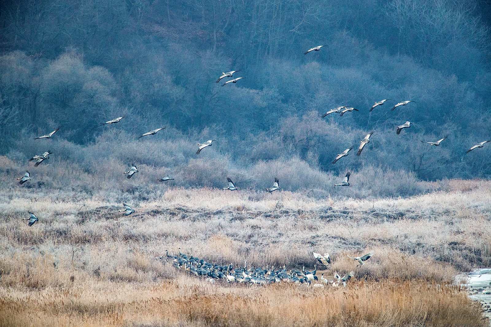 두루미-8629B36I8629 복사.jpg