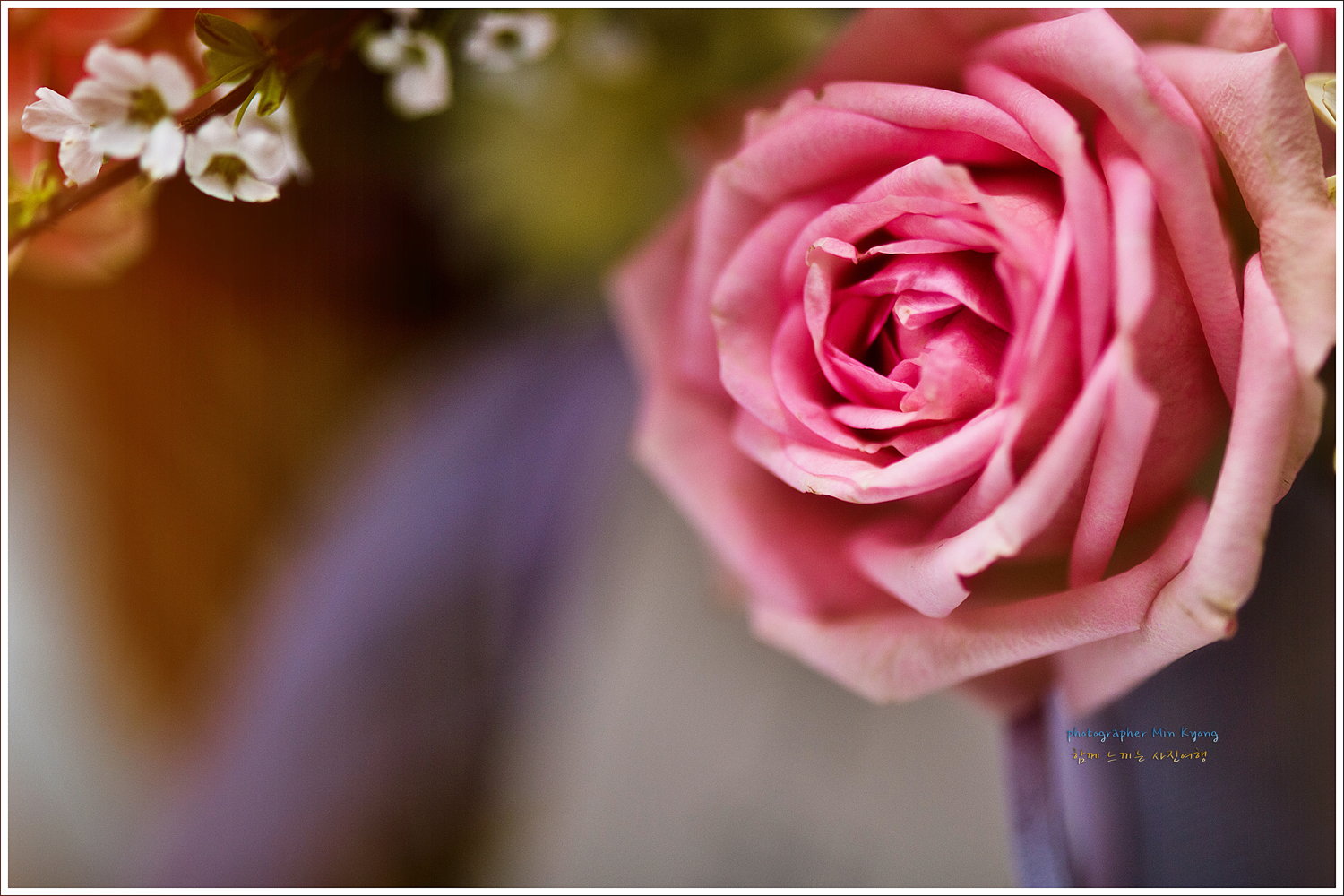 장미14.jpg