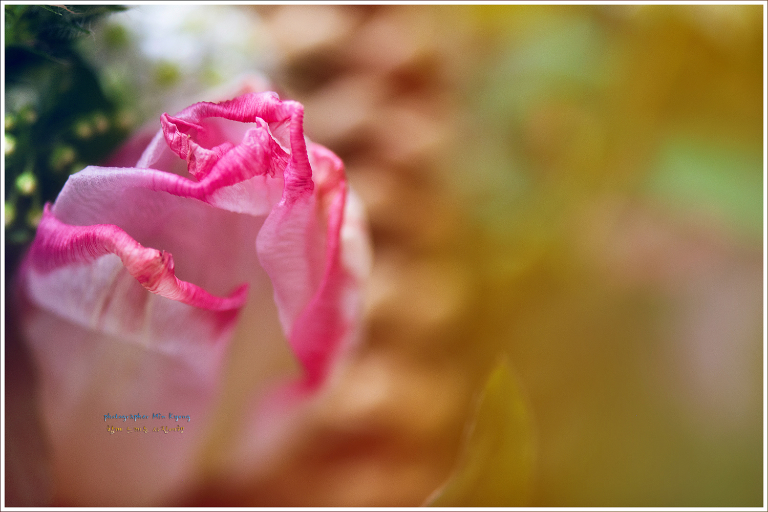 장미15.jpg