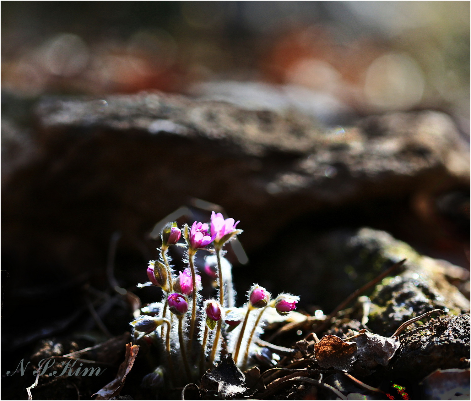 DK7A4943 - Copy.JPG-14 - Copy - Copy.jpg