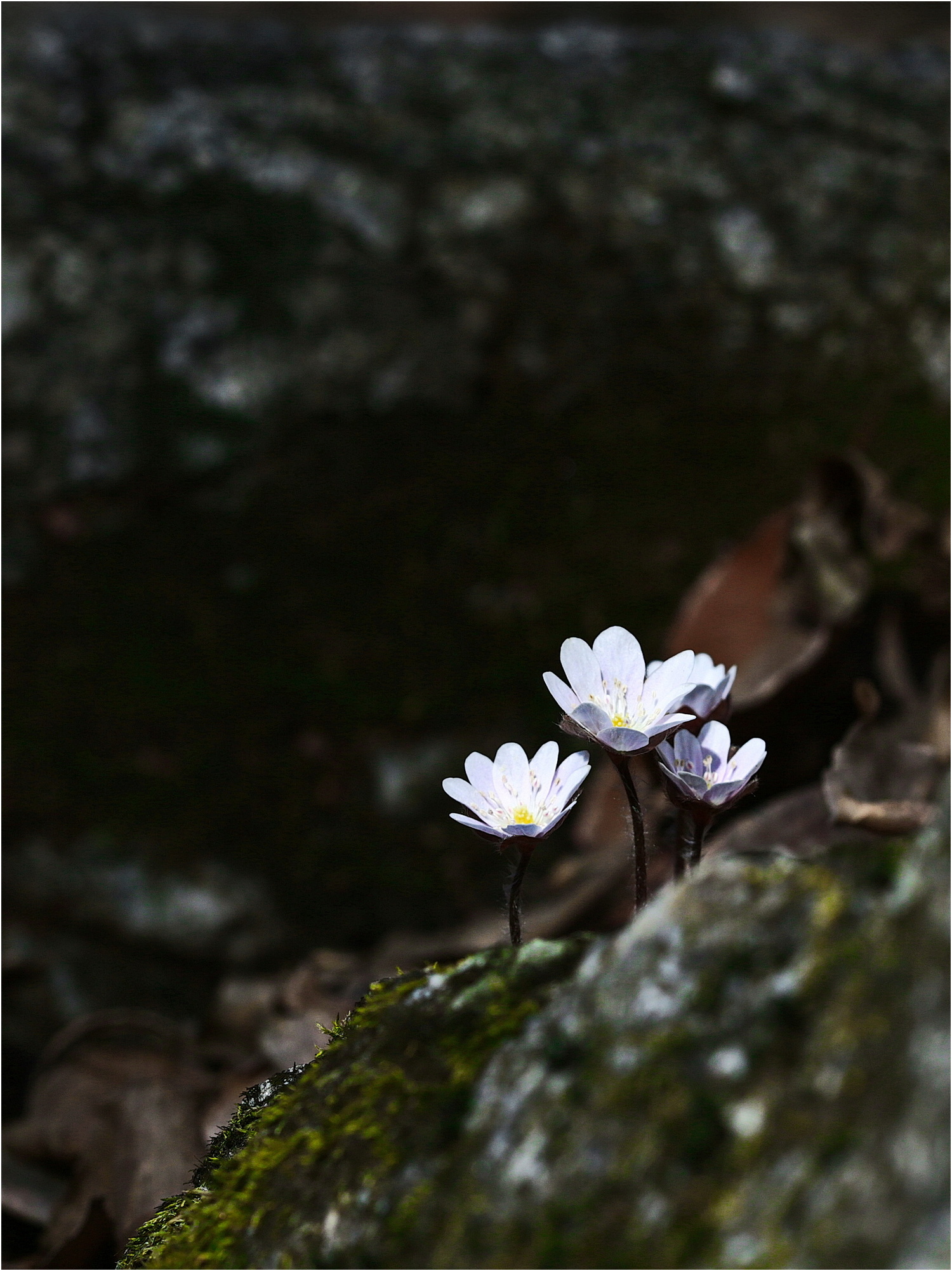 DK7A5183 - Copy - Copy.JPG-19.JPG